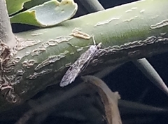 Pyraloidea