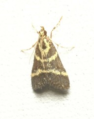 Scoparia spelaea