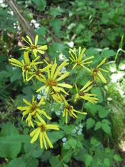 Senecio ovatus