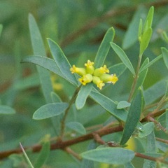 Wikstroemia indica
