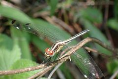 Hemistigma albipunctum