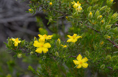 Hibbertia sericea
