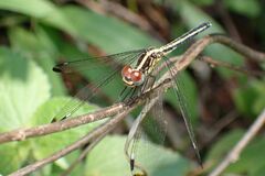 Hemistigma albipunctum