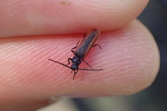 Omalisus fontisbellaquei