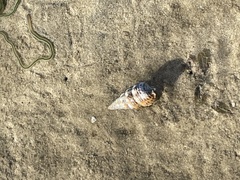 Batillaria australis