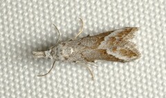 Nola albalis