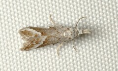 Nola albalis