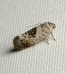 Eupselia carpocapsella