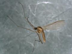 Dixella martinii