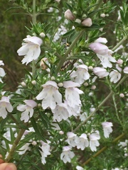 Prostanthera behriana
