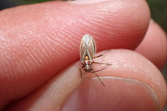 Horistus orientalis