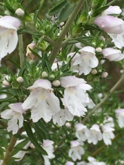 Prostanthera behriana