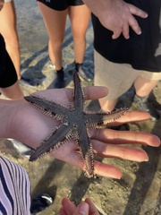 Astropecten polyacanthus