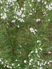 Prostanthera behriana