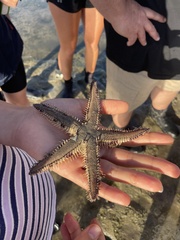 Astropecten polyacanthus