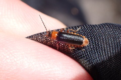 Cantharis flavilabris