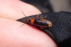 Cantharis flavilabris