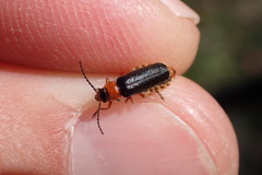 Cantharis flavilabris