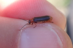 Cantharis flavilabris