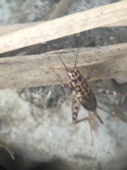 Gryllomorpha