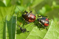 Pinthaeus sanguinipes