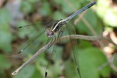 Hemistigma albipunctum