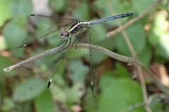 Hemistigma albipunctum