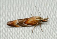 Deigmoesta lithocosma