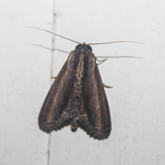 Lophoptera