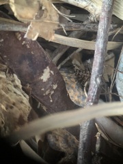 Gryllomorpha