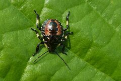 Pinthaeus sanguinipes