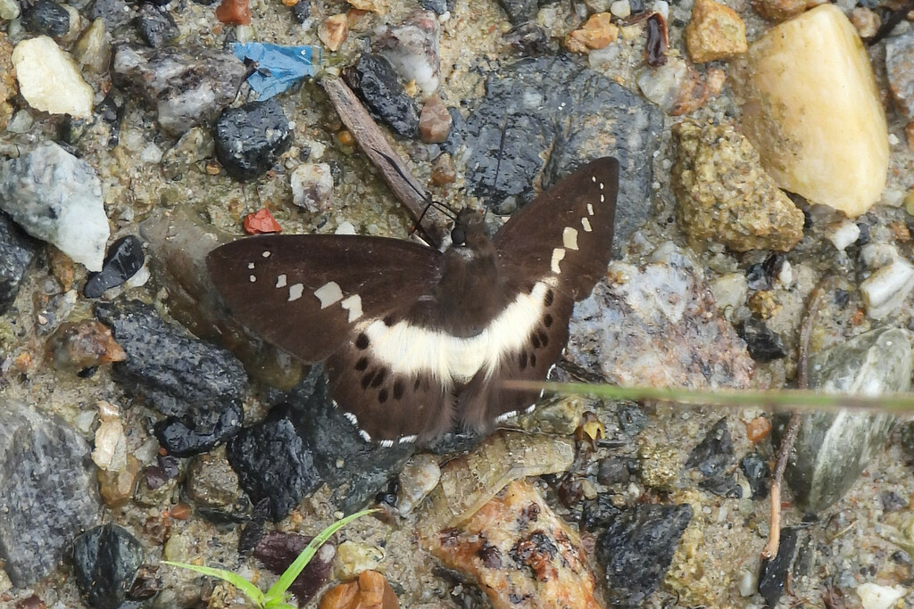 Notched Seseria
