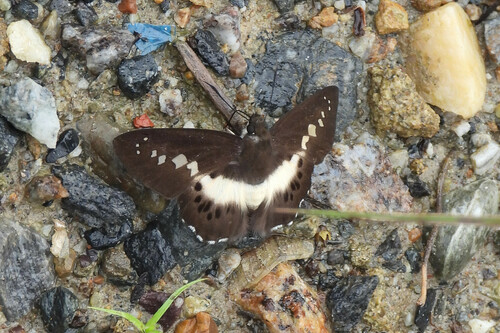 Notched Seseria