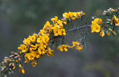 Pultenaea mollis