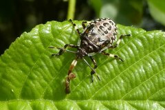 Pinthaeus sanguinipes