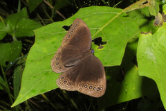 Ethope himachala