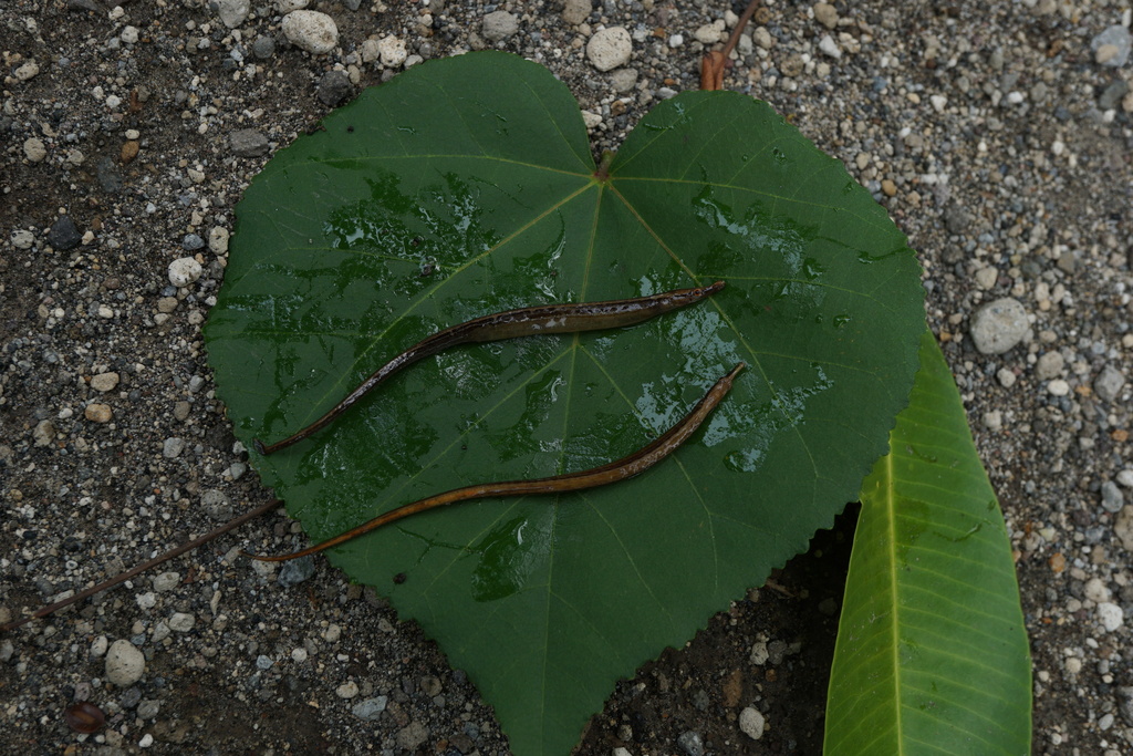 Sculpted pipefish (Choeroichthys sculptus) — Syngnathidae
