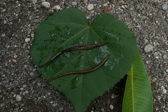 Microphis ocellatus