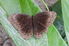 Ethope himachala