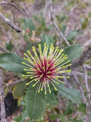 Banksia ilicifolia