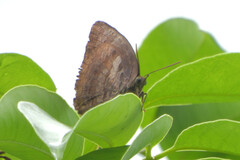 Arhopala centaurus