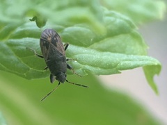 Megalonotus sabulicola