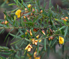 Bossiaea rosmarinifolia