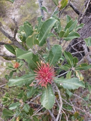 Banksia ilicifolia