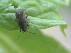 Megalonotus sabulicola