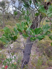 Banksia ilicifolia