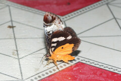 Sarbanissa catacoloides