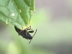 Megalonotus sabulicola