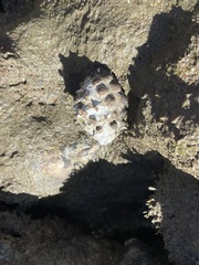 Tenguella marginalba