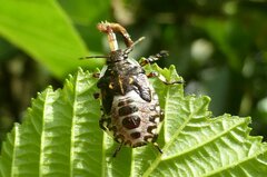 Pinthaeus sanguinipes